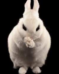 ATTENTION SonicWall Users: Here’s Everything You Need to Know About Bad Rabbit Malware