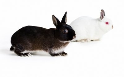 Bad Rabbit: Fast-Spreading Malware Threat Puts U.S. Businesses at Risk